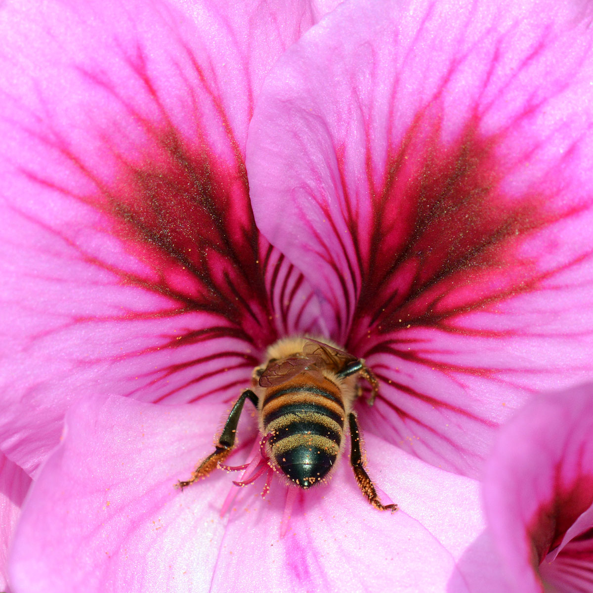 l'ape con le ali di fuoco