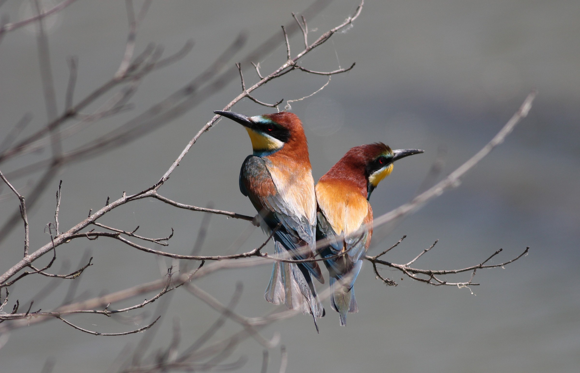 bee-eaters