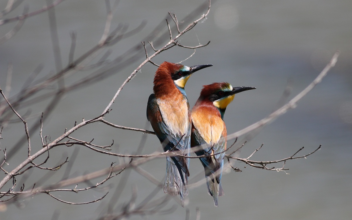 bee-eaters
