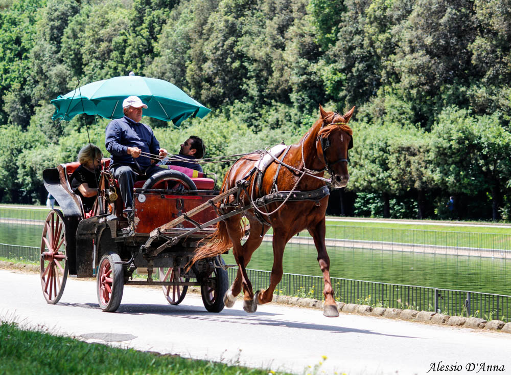 Debunked the myth on the gallop