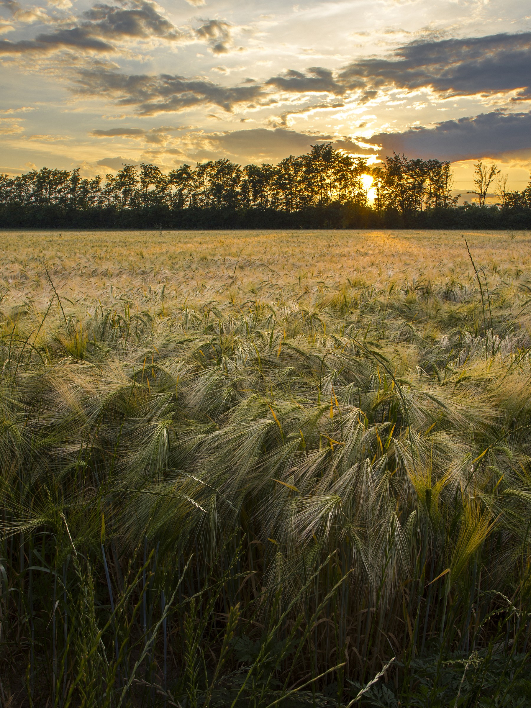wheat field