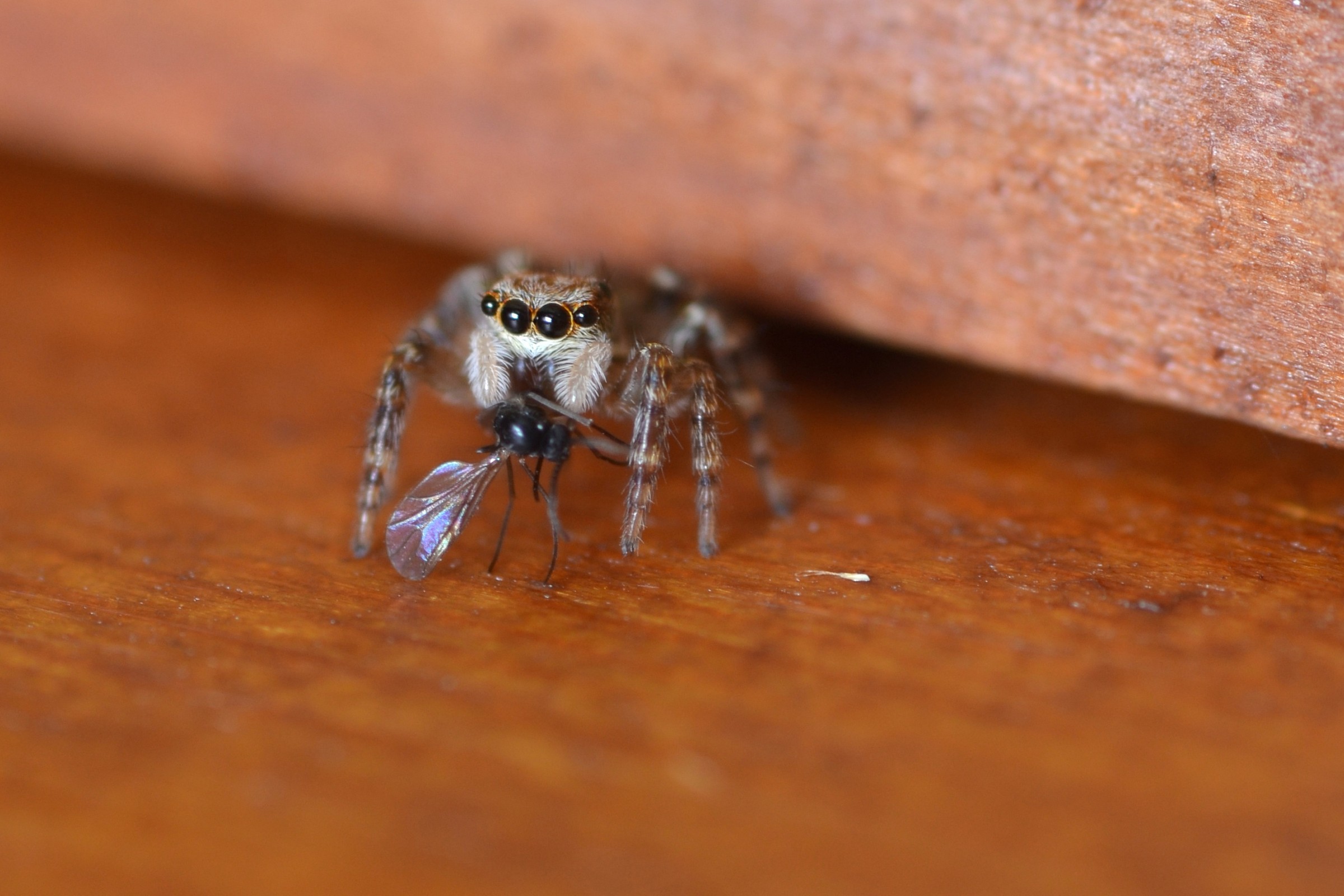 Jumping Spider hungry