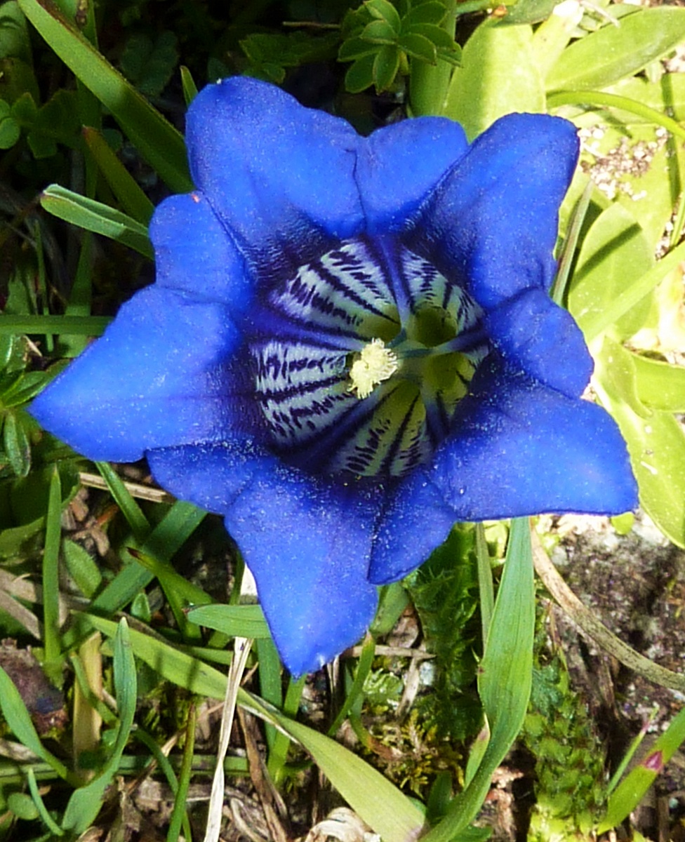 gentian clusil