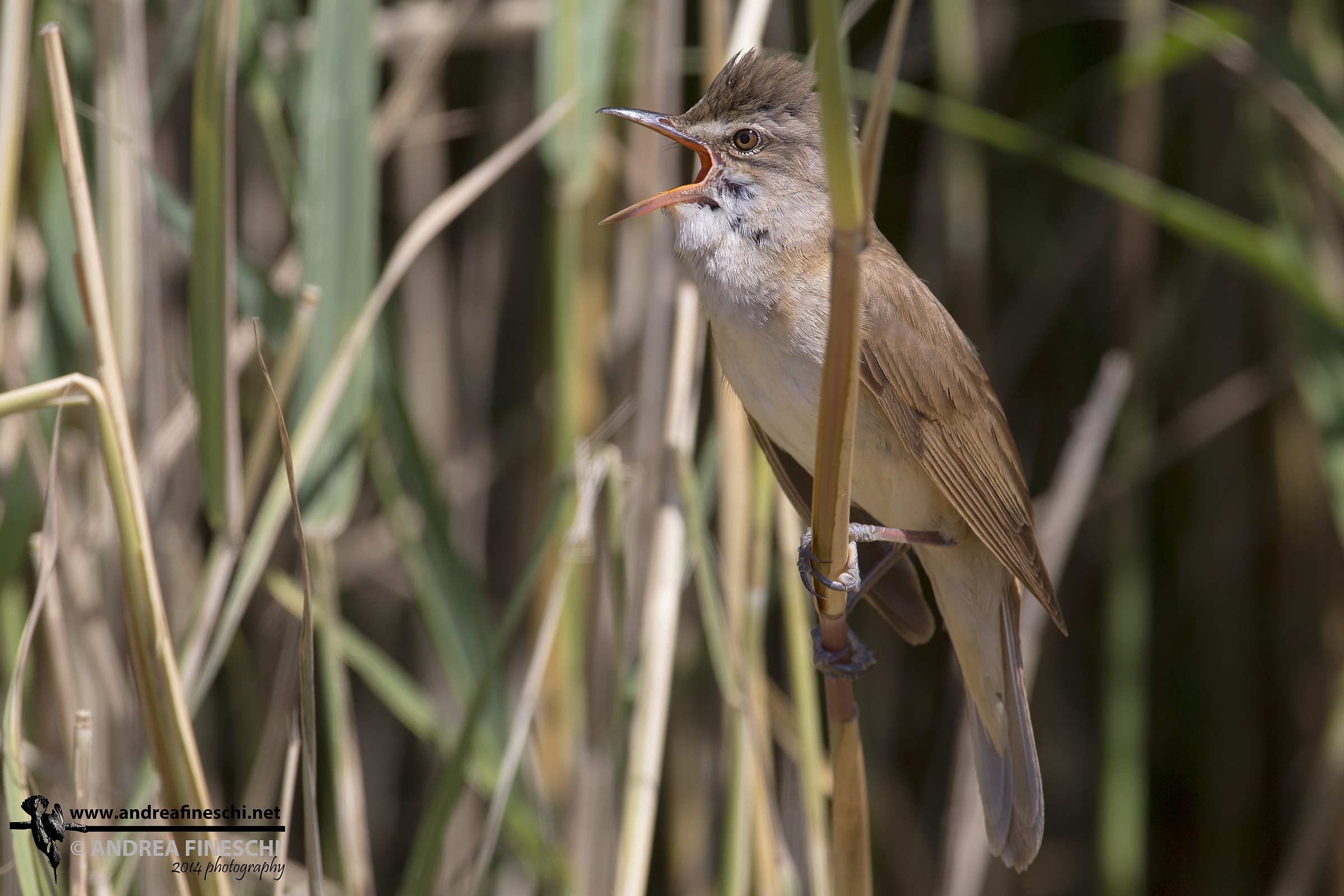Il canto del cannareccione
