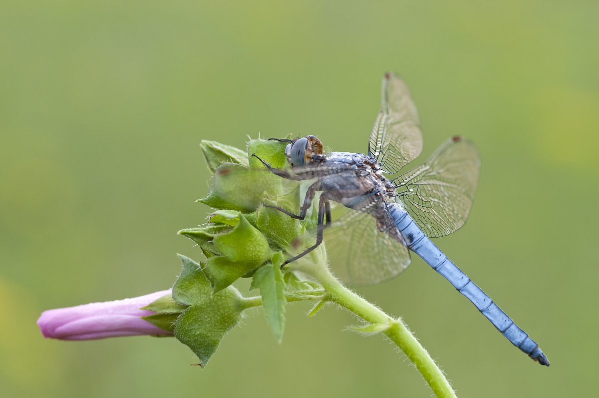 A blue dragonfly