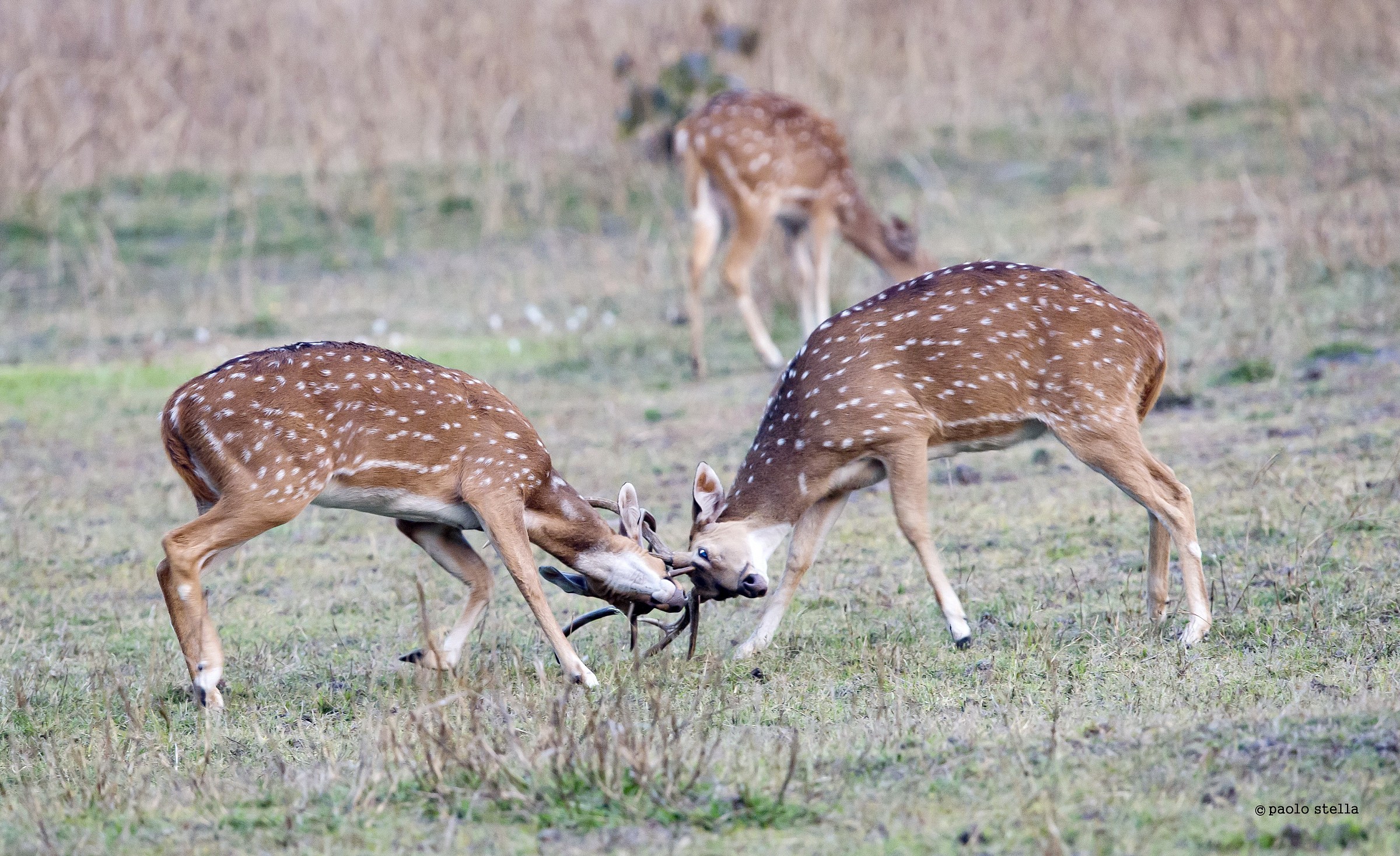 play between male spotted deer (Axis axis)