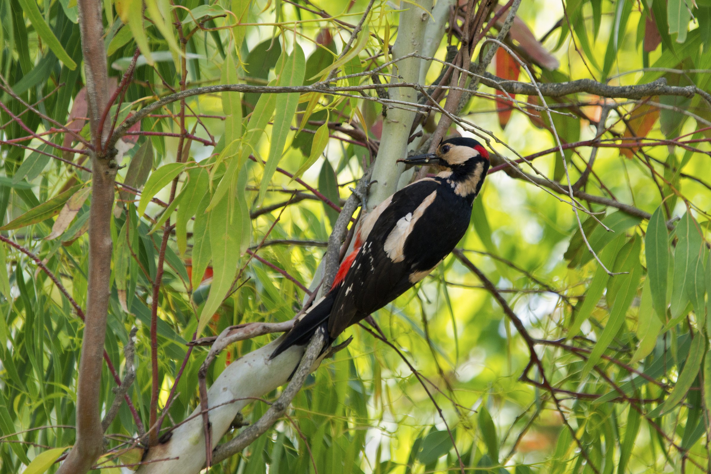 Picchio in odor di eucalipto