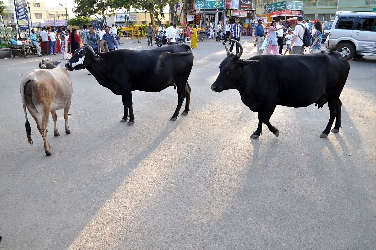 Differenti specie urbane