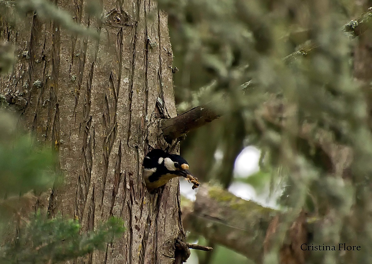 Manutenzione ordinaria