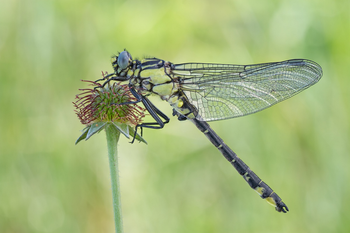 Gomphus vulgatissimus