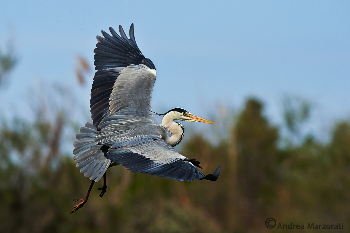 Grey Heron