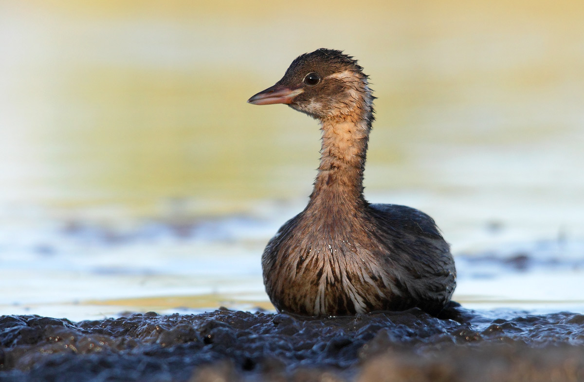 Little Grebe