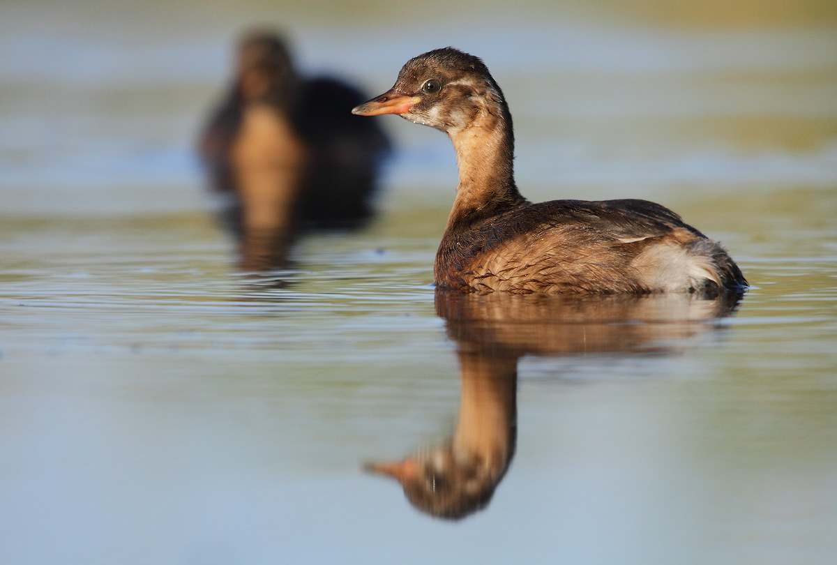 Little Grebe