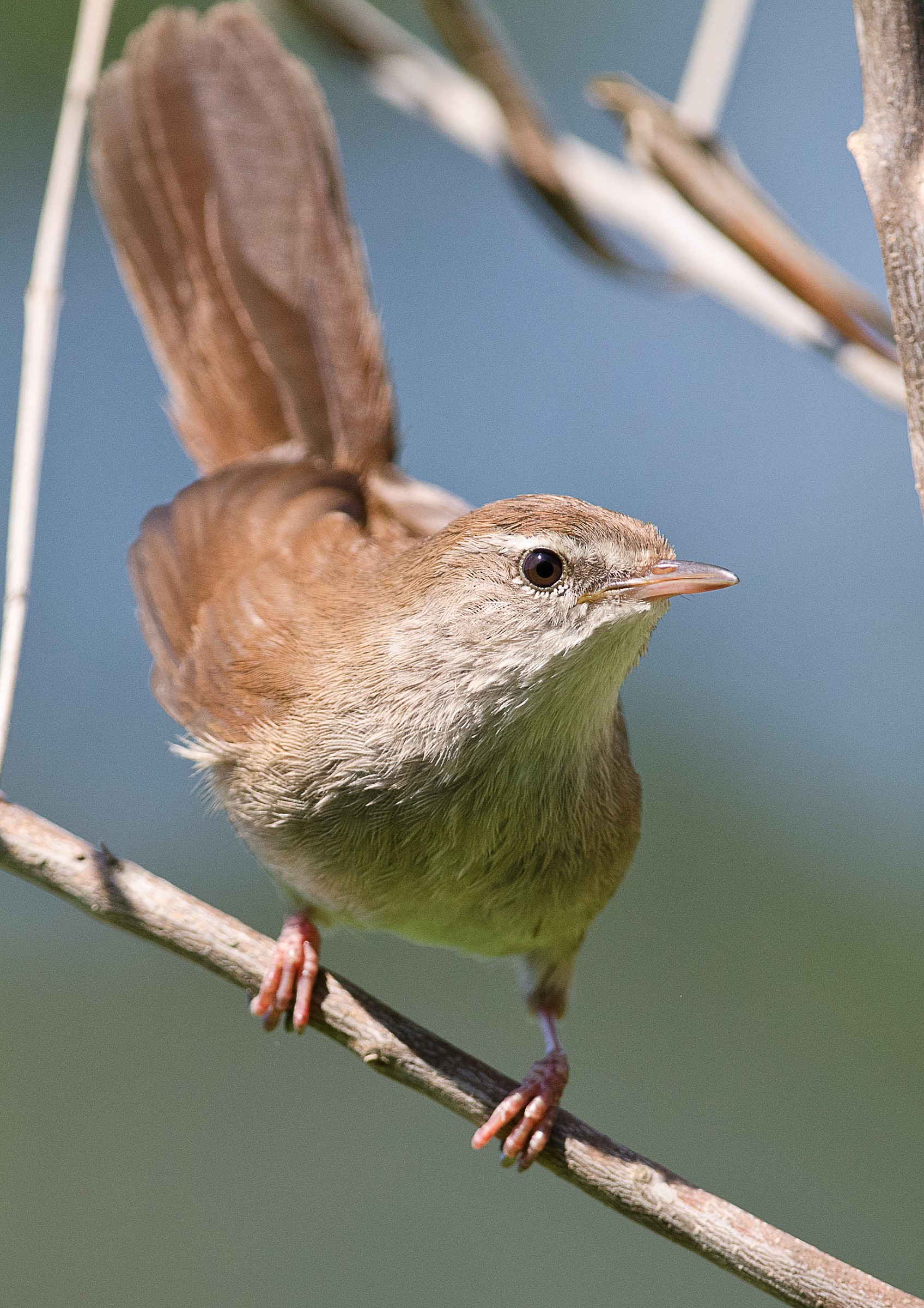 Cetti's warbler