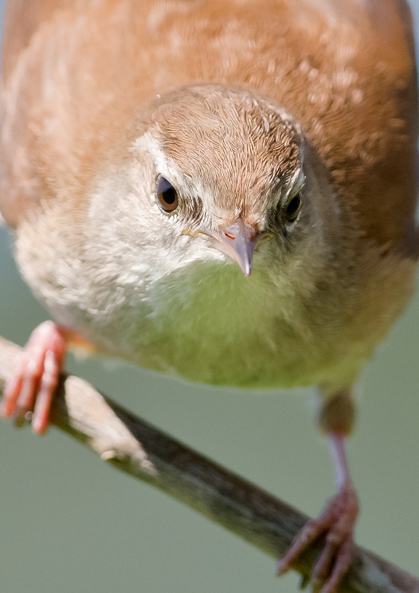 Featured nightingale