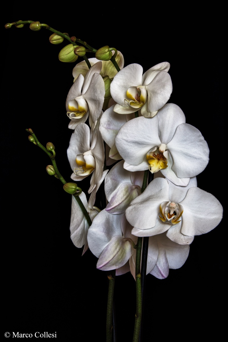 Cymbidium orchid