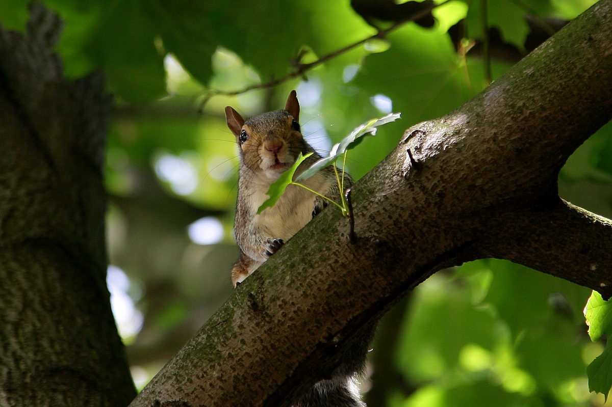 Scoiattolo-Hyde Park - Londra