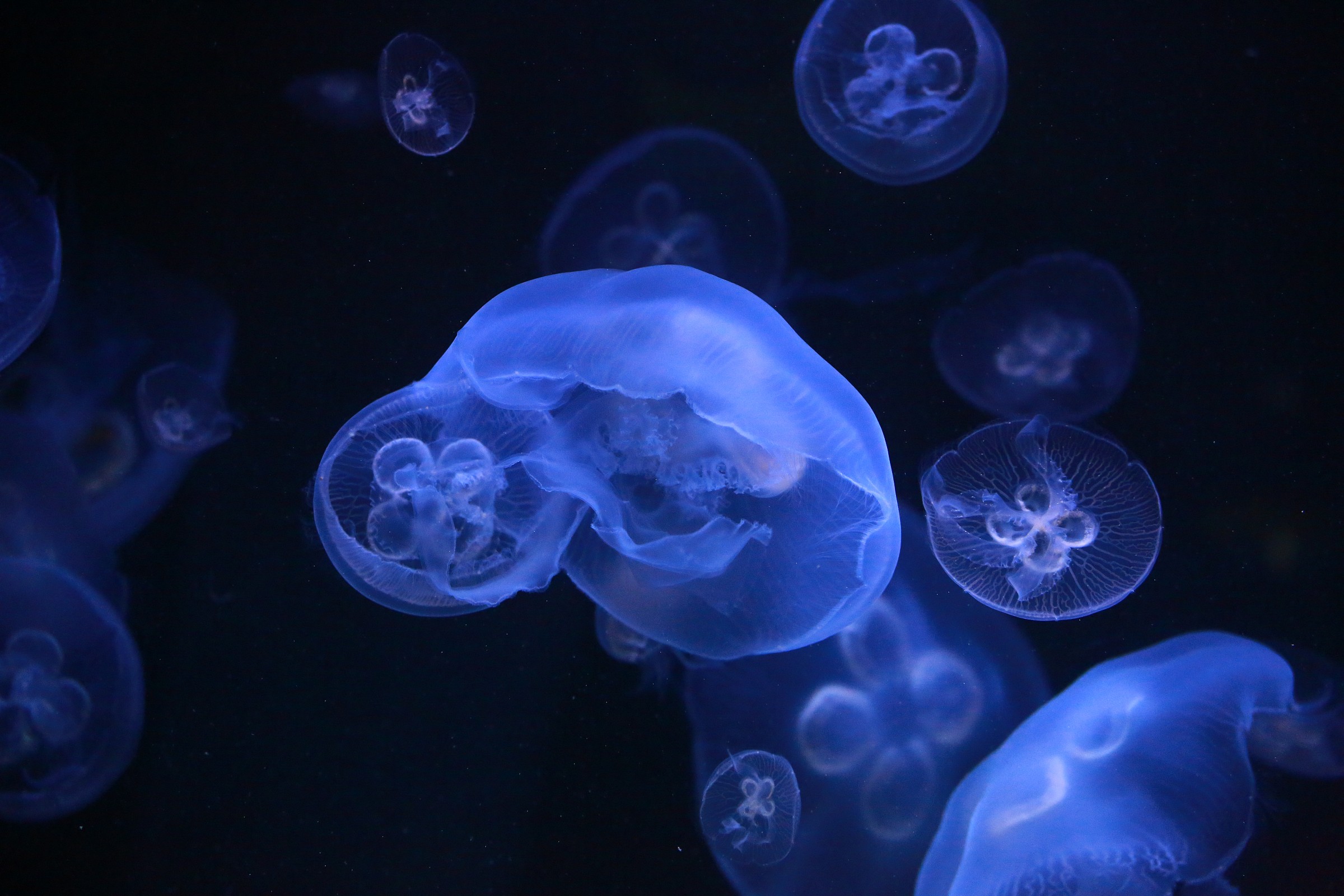 Meduse - Zoo di berlino