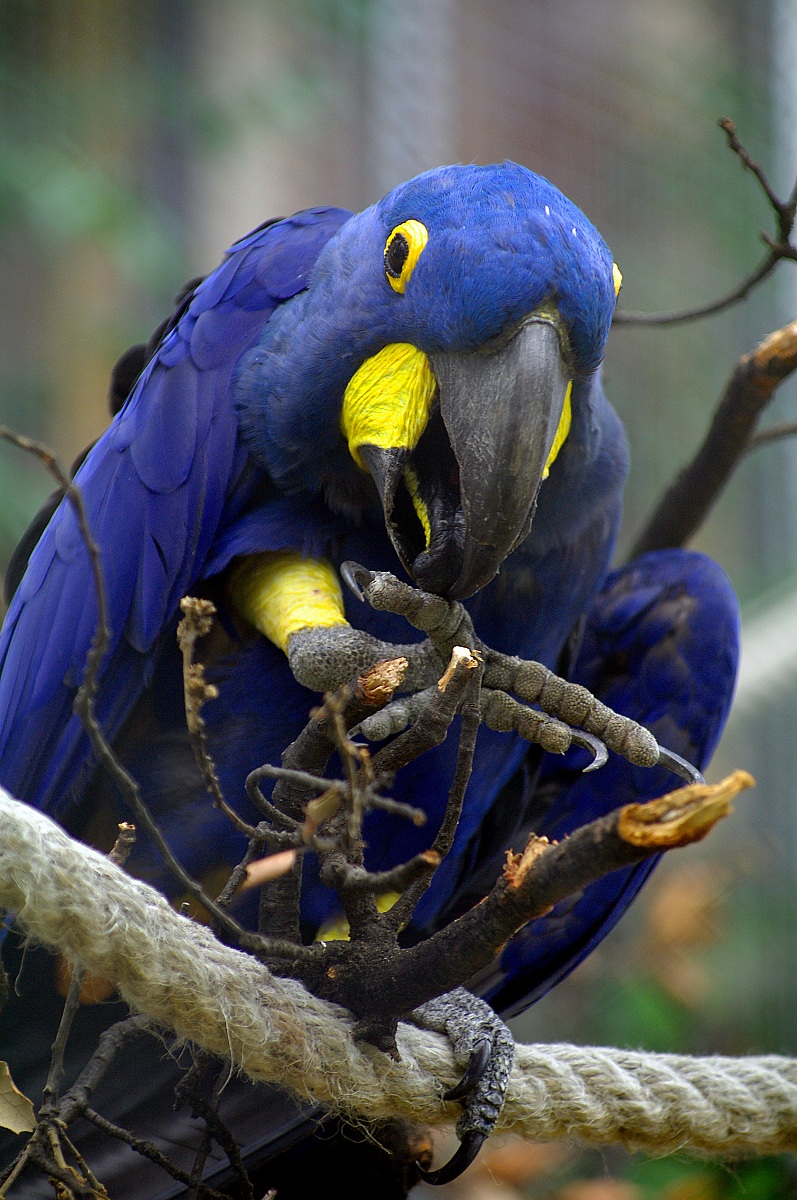 Ara Giacinto - Zoo di Barcellona