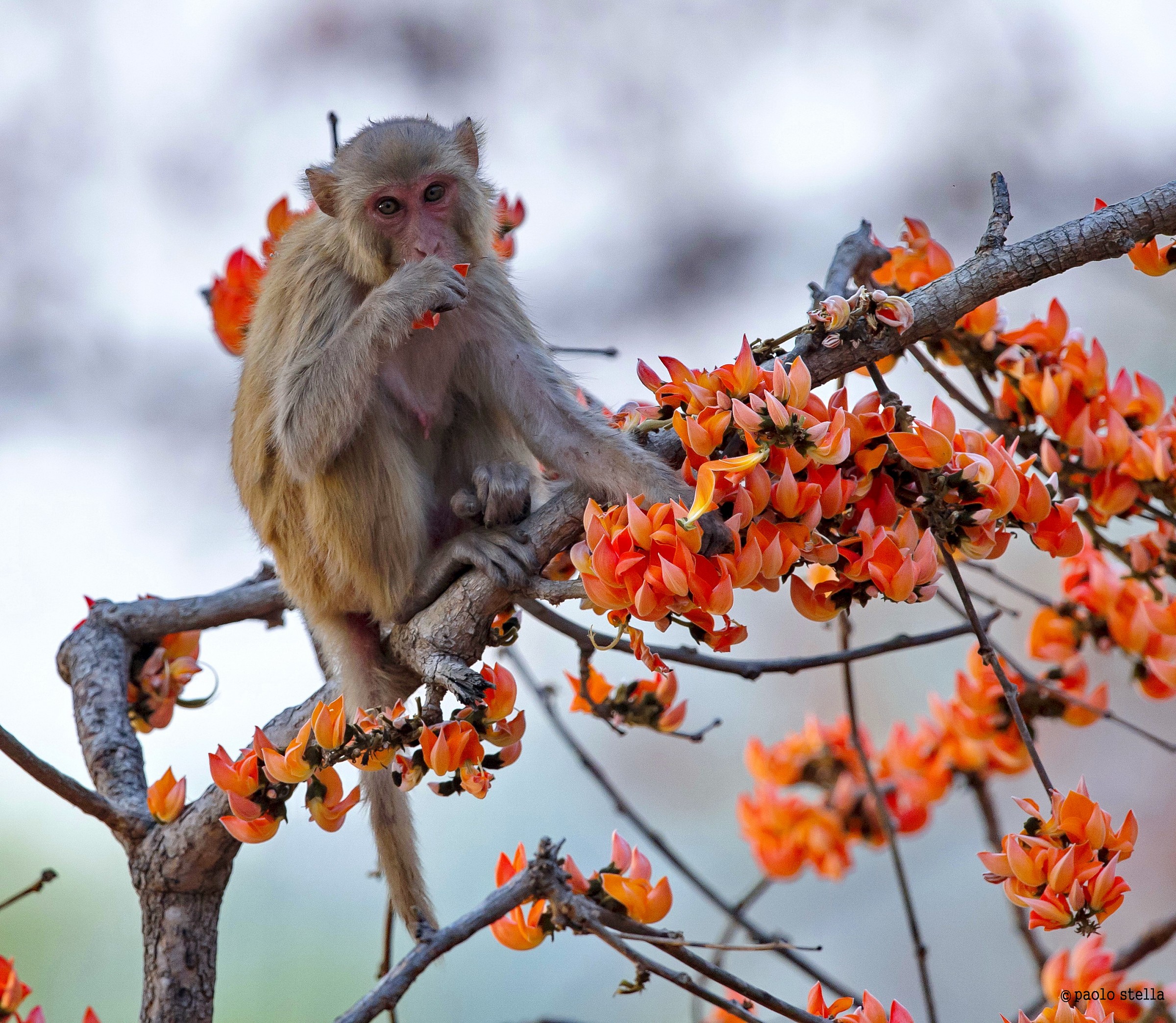 Macaque and the 'Flame of the Forest'