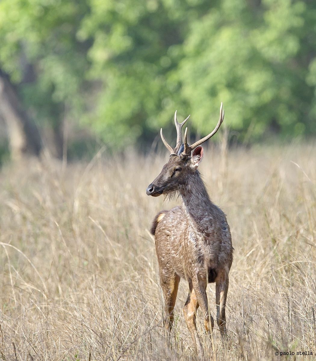sambar deer and 'alarm call -2