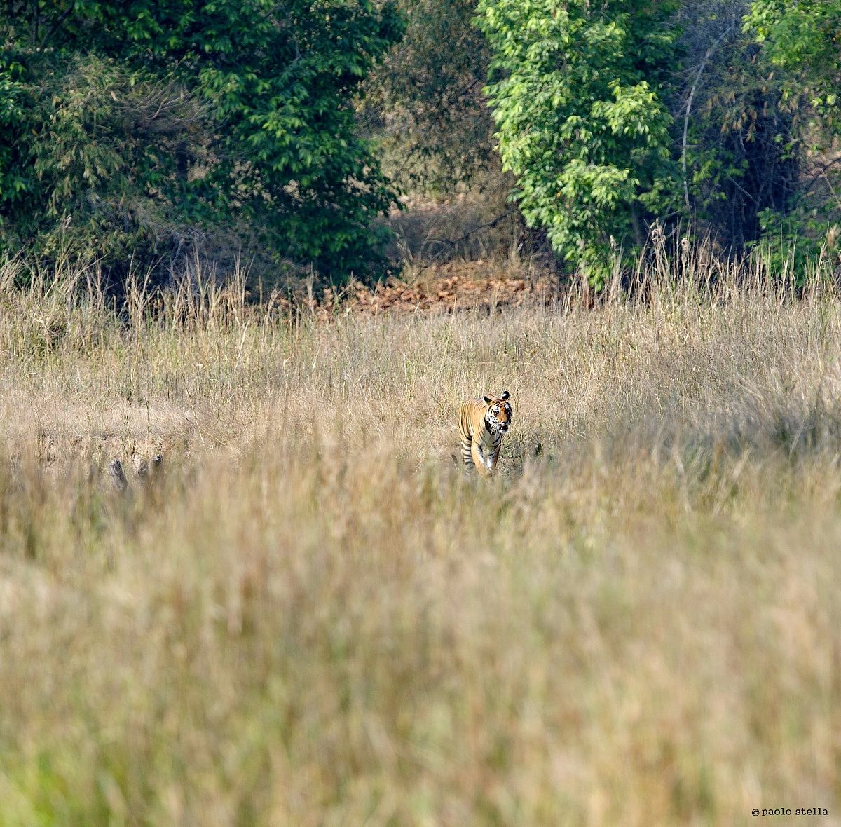 sambar deer and 'alarm call-Kankati-3