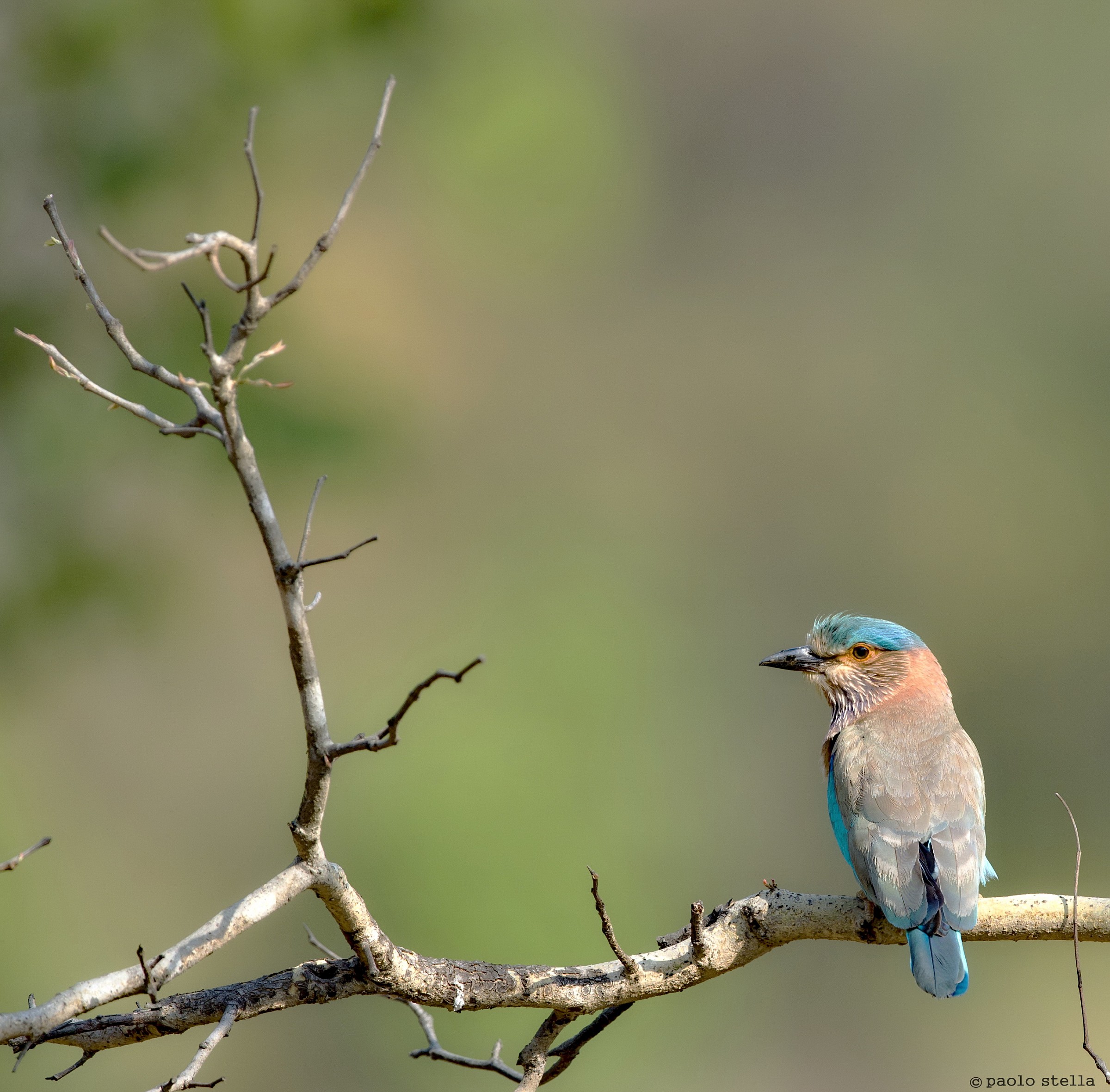 indian roller