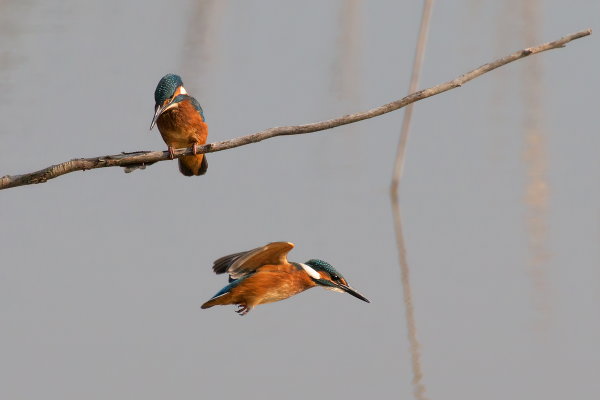 Attenzione che passo sotto