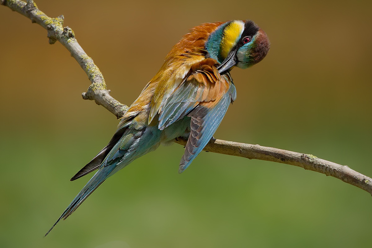 The spulciatina .....