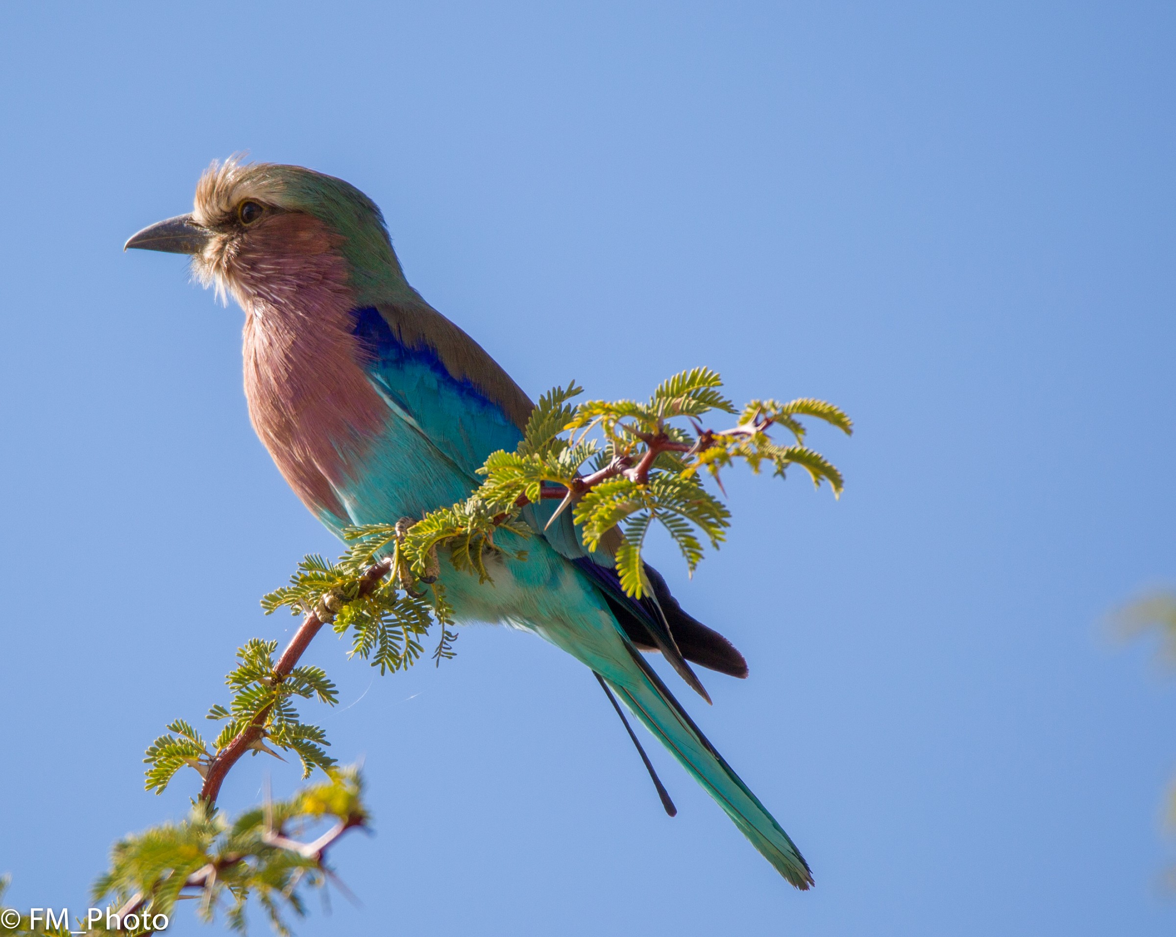 The South African cousin of Jay Marina