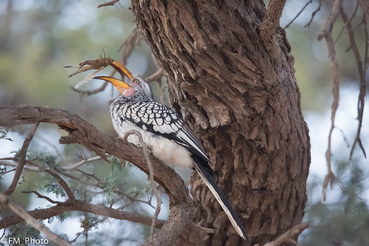 Vediamo se riesco a mandarla giù