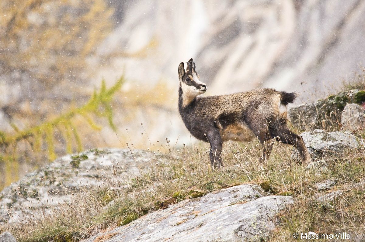 Camoscio