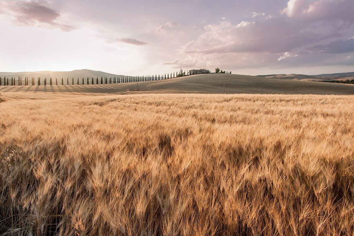 Le spighe nel sole ...