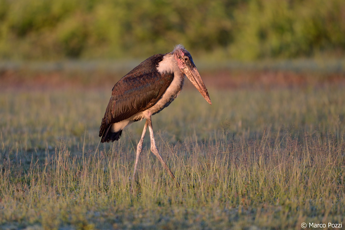 Marabou Stork