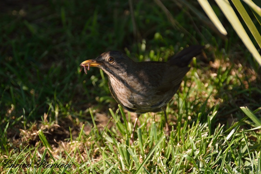 La Merla cerca cibo per i suoi Merlotti .