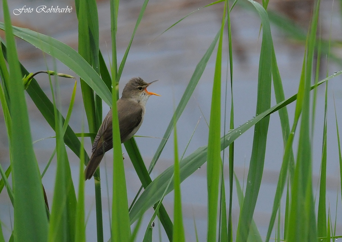 Cannaiola verdognola.... ambientata...
