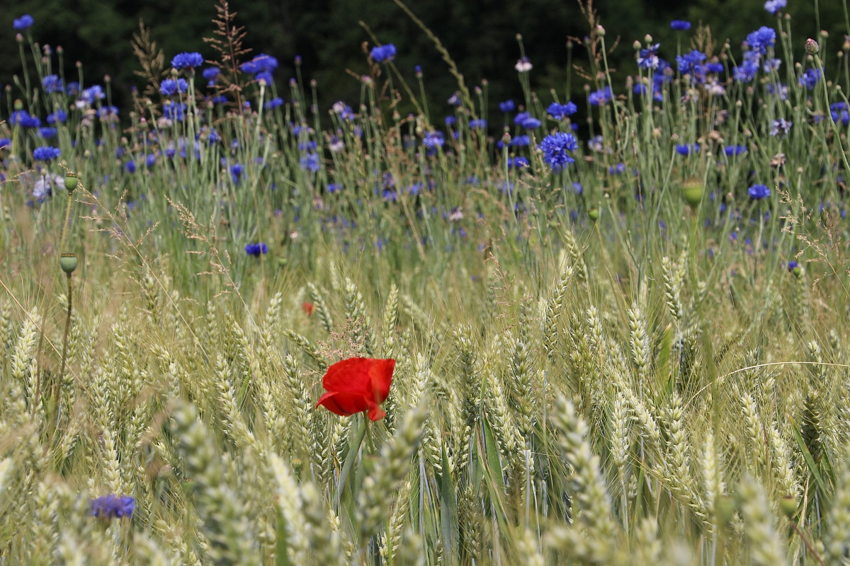 Papaveri e Fiordalisi