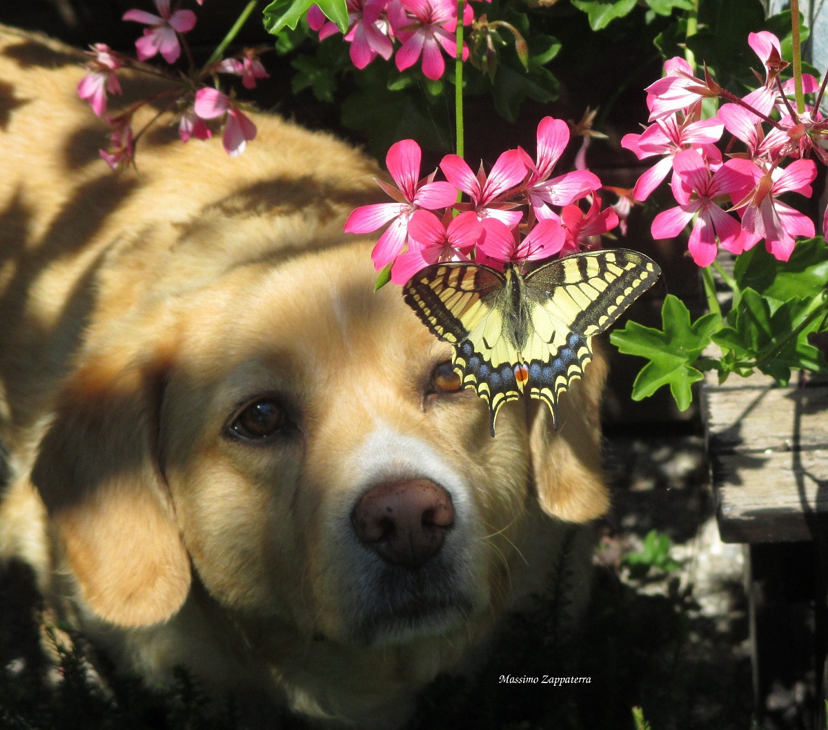 Kira con una Papilio Machaon (Farfalla Macaone)