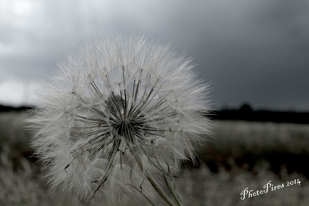 Soffione Strane forme I