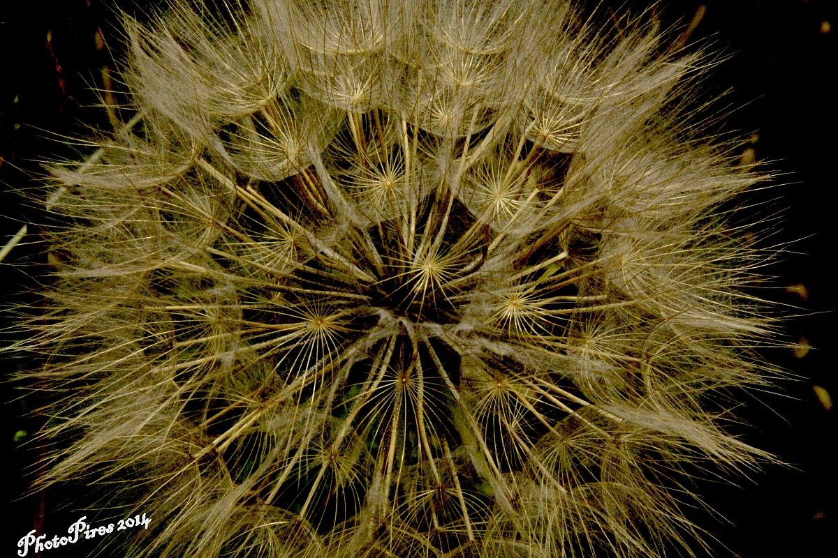 Soffione Strane forme II