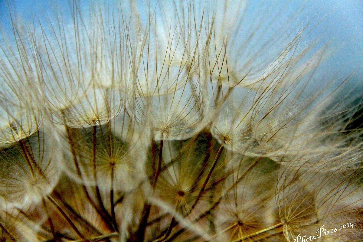 Soffione Strane forme IV