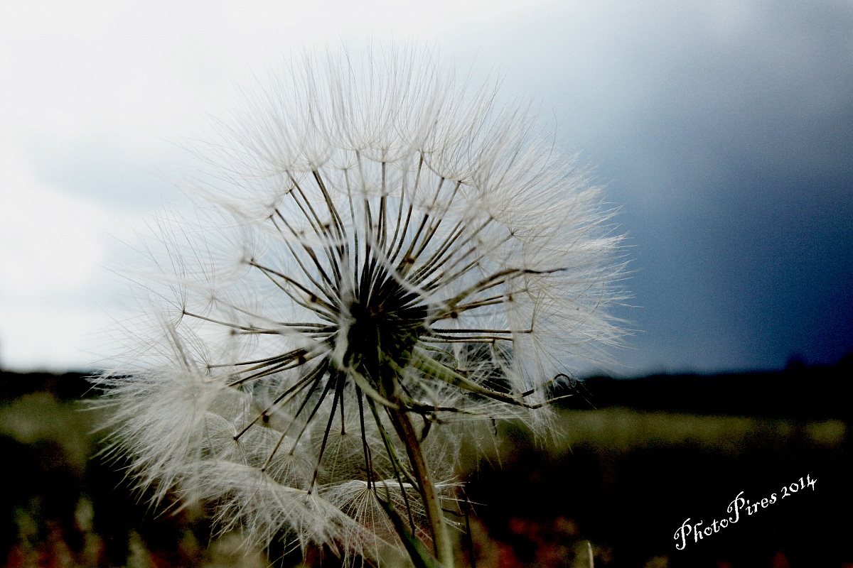 Soffione strane forme