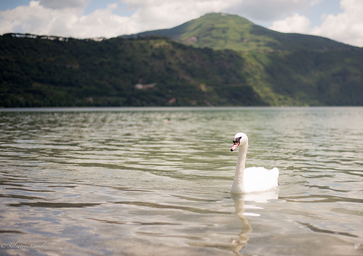 The Swan - Castel Gandolfo