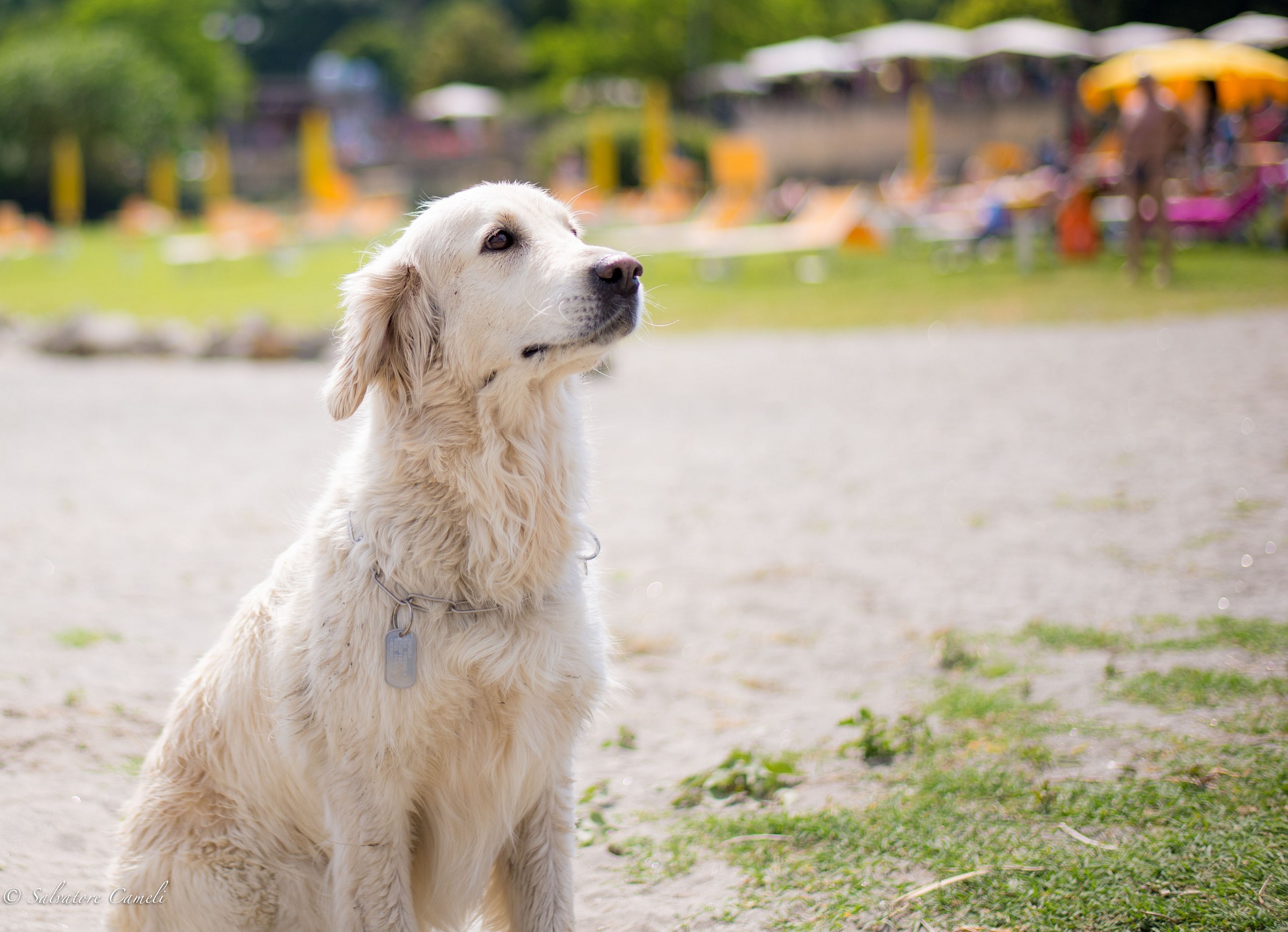 Thomas - Golden Retriever