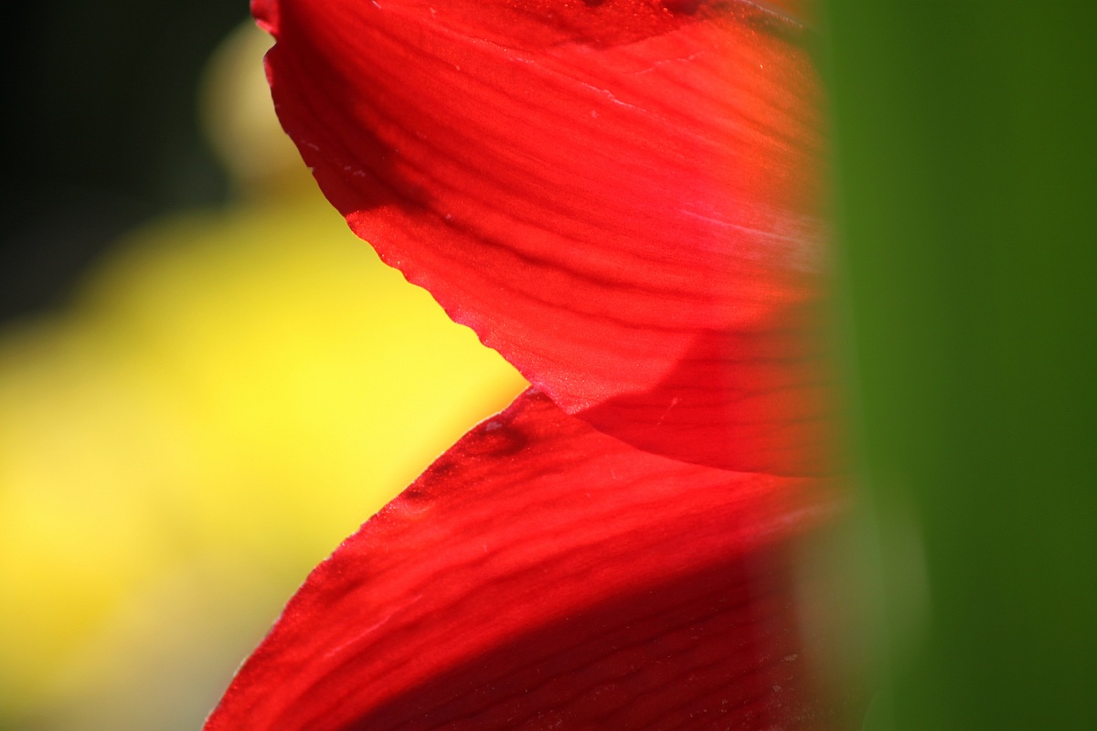 Bandiera di primavera