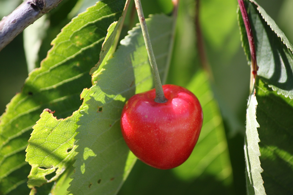 Cherry