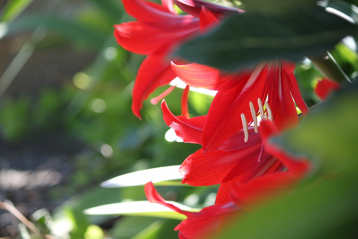 The spring flowers are dressed in colors