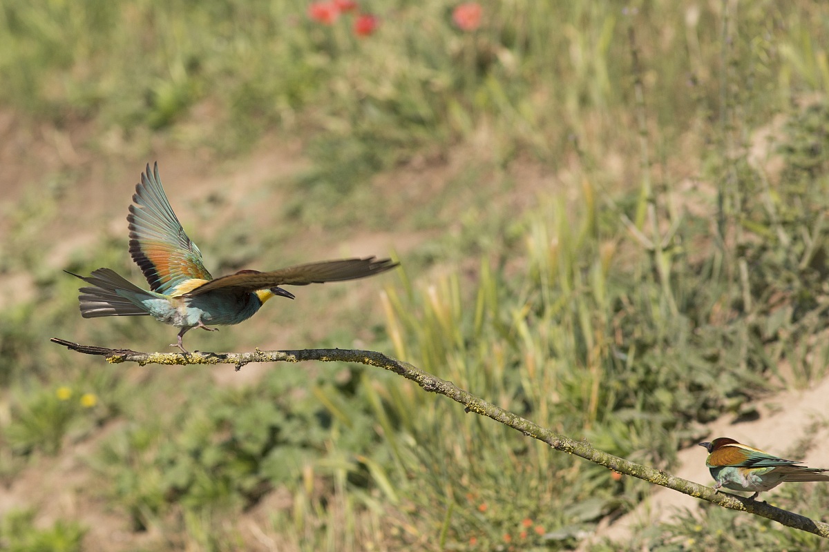 bee-eaters