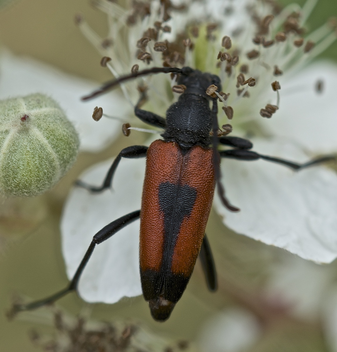 Aredolpona cordigera Beetle