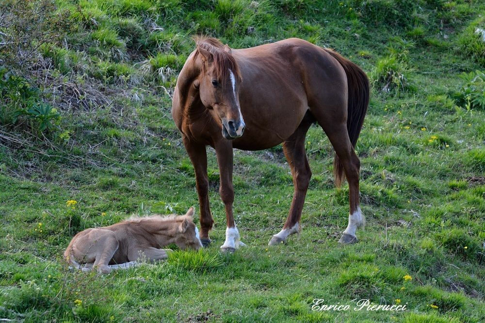 La Cavalla con il Suo Puledrino